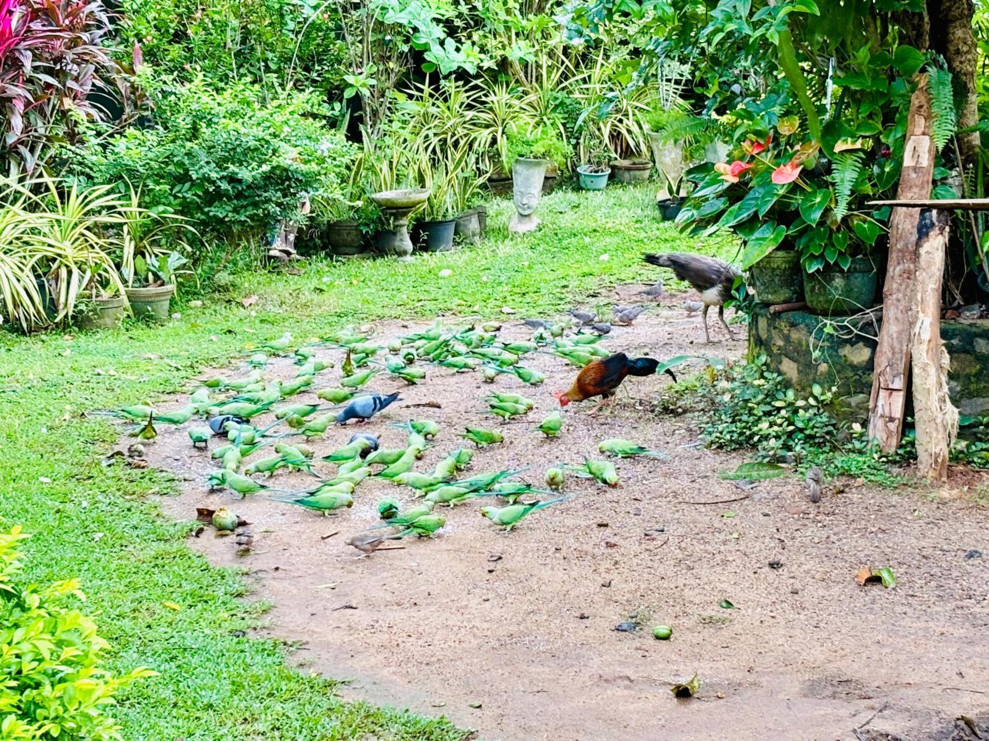 Bird House Homestays Tangalle Dış mekan fotoğraf